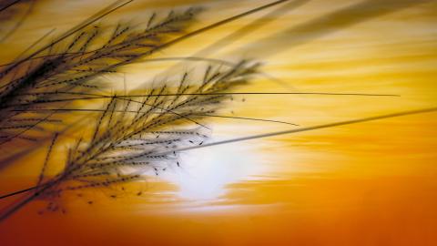 Whispers of nature beneath a golden sky